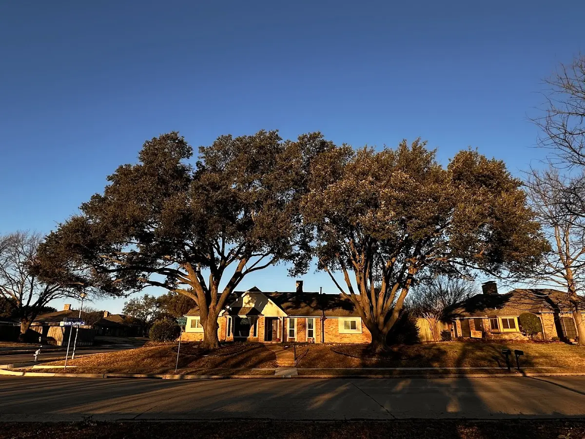 Established residential canopy tree shading a home in Ardmore